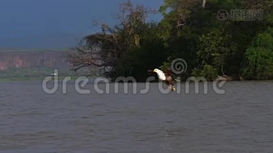 非洲鱼鹰、鱼鹰、飞行中的成年鱼、爪鱼、在肯尼亚巴林戈湖捕鱼视频