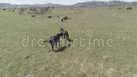 飞越山地草地上的野马群。 夏山野性.. 平的原始颜色。视频