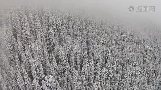 高地积雪覆盖的树木.视频