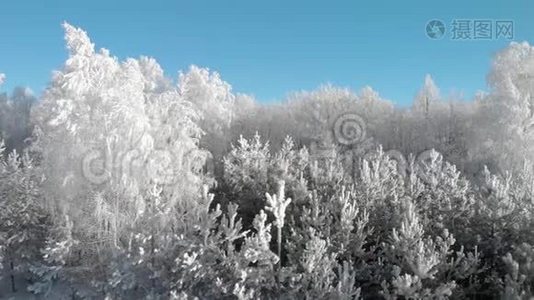 一片美丽的冬霜林，那里的树木都在霜冻中视频