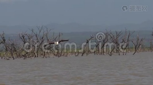 非洲鱼鹰、鱼鹰、飞行中的成年鱼、爪鱼、在肯尼亚巴林戈湖捕鱼视频