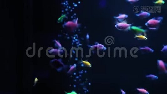 闪闪发光的水母在水族馆里游泳。视频