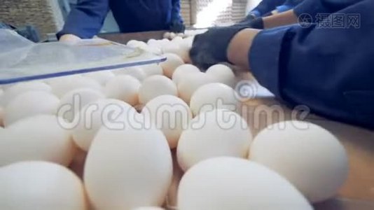 家禽养殖场分类桌上的白鸡蛋，特写。视频