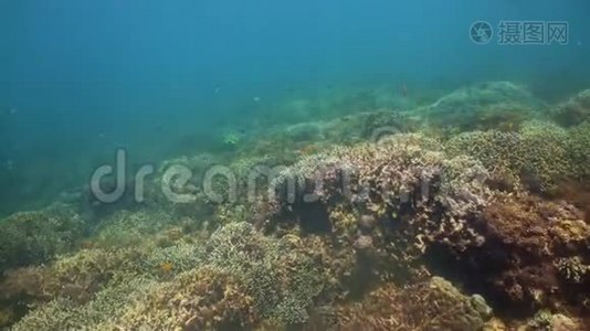 珊瑚礁和鱼在水下。 菲律宾Camiguin视频