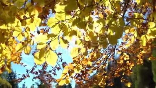 五彩缤纷的秋天落叶。 透过山林中的秋叶观赏.. 秋天的森林美景。 金色的树叶。视频