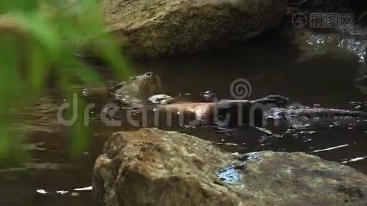 水獭在池塘水中玩耍和游泳，4k，超高清视频