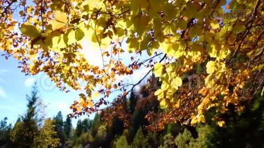 五彩缤纷的秋天落叶。 透过山林中的秋叶观赏.. 秋天的森林美景。 金色的树叶。视频