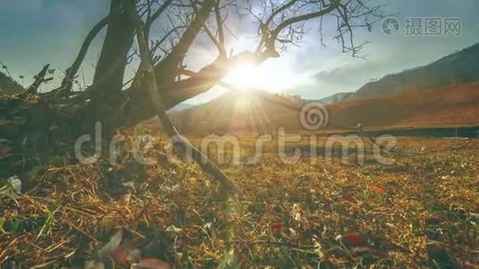 死亡树和枯黄的草在云和太阳光线的蒙天景观的时间流逝。 水平滑块运动视频