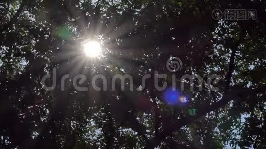 透过热带雨林中的树木发光。视频