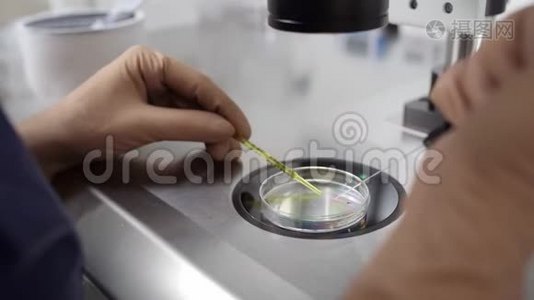 实验室体外受精过程视频