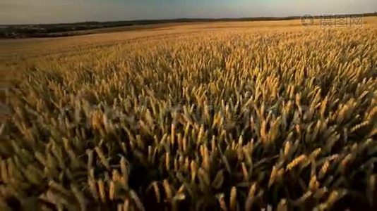 麦田。 地上的金色麦穗.. 草甸麦田成熟穗的背景。 收获丰厚视频
