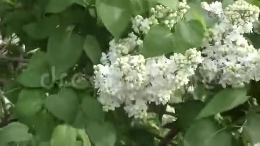 丁香花白色.视频