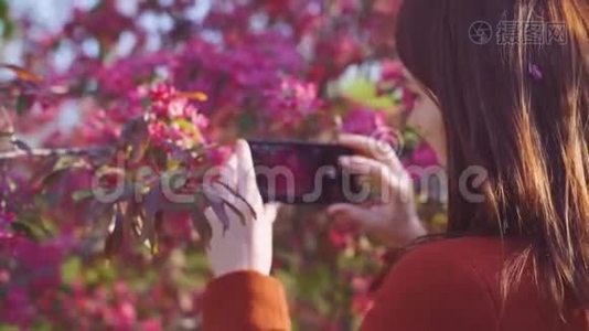 在公园日落时分，年轻迷人的红发女子在智能手机上拍摄樱花或樱花的春花视频