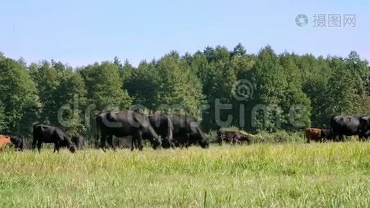 在草地上，农场上，大黑系，繁殖奶牛，公牛正在放牧。 夏天温暖的一天。 生产肉类的牛视频