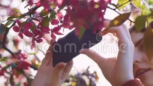 在公园日落时分，年轻迷人的红发女子在智能手机上拍摄樱花或樱花的春花视频