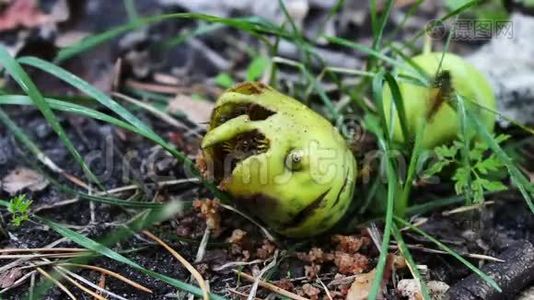 野生动物群的黄蜂吃烂梨或苹果视频