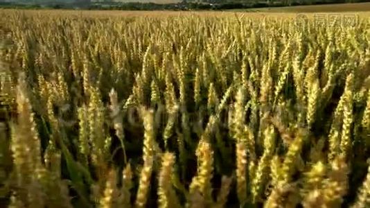麦田。 地上的金色麦穗.. 草甸麦田成熟穗的背景。 收获丰厚视频