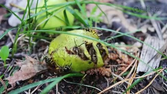 野生动物群的黄蜂吃烂梨或苹果视频