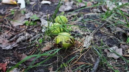 野生动物群的黄蜂吃烂梨或苹果视频