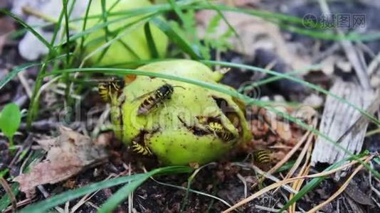 野生动物群的黄蜂吃烂梨或苹果视频