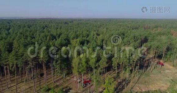 工业规模的砍伐森林、伐木鸟瞰、老松林的砍伐视频