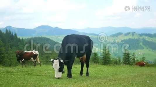 牛性动物山.视频