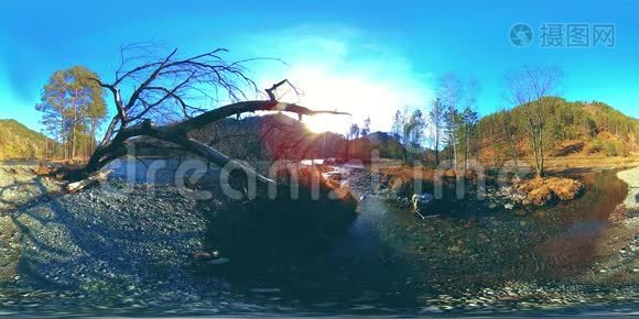 360VR虚拟现实的一片野山，松林和河流流淌.. 国家公园，草地和阳光。视频