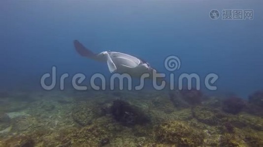 曼塔雷关门了。 大雷在蓝色的海水中游泳。 远洋海洋生物视频