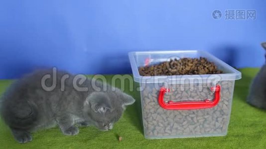 小猫从盒子里吃宠物食品视频