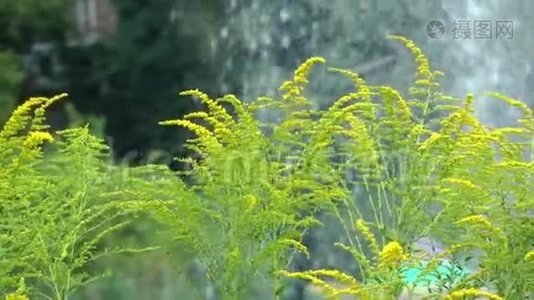 植物和河水视频