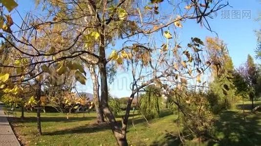 公园秋树上美丽的黄叶视频