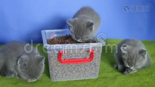 小猫从盒子里吃宠物食品视频