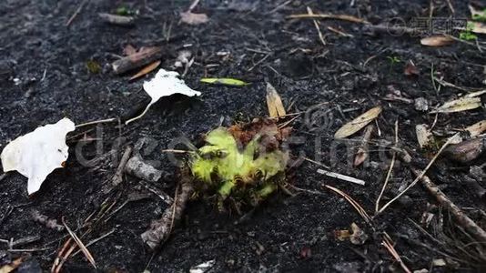 野生动物群的黄蜂吃烂梨或苹果视频