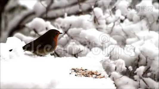 在雪地里喂鸟视频