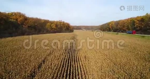 秋林路鸟瞰日落近玉米地..视频