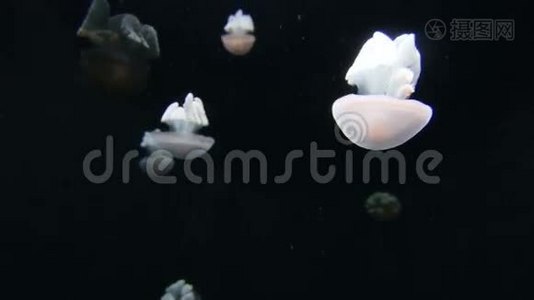 黑色背景下漂浮的水母群视频