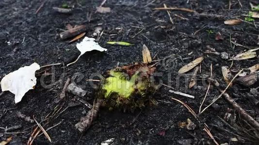 野生动物群的黄蜂吃烂梨或苹果视频