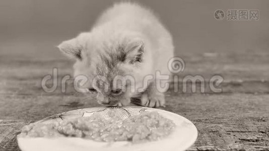 小猫吃盘子里的宠物食物视频
