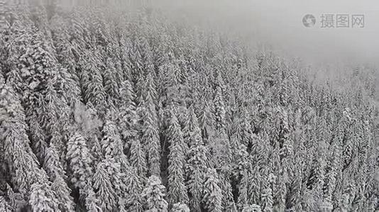 高地积雪覆盖的树木.视频