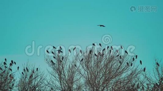 鸟儿啼叫蓝天的生活方式秋天从树上起飞。 一群乌鸦，黑鸟，干树。 鸟鸟视频