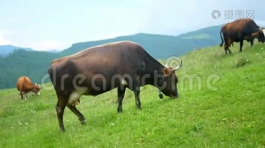 牛性动物山.视频