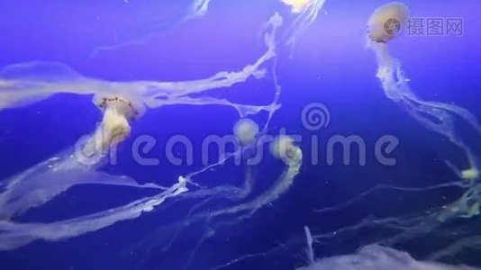 黑色背景下漂浮的水母群视频