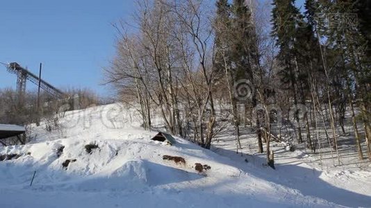 冬天，男性滑雪者从山上滑下来。视频