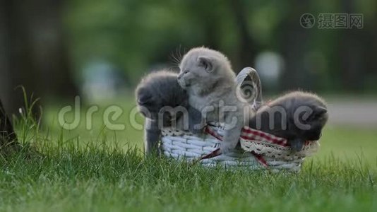 小可爱的小猫喵喵叫.视频