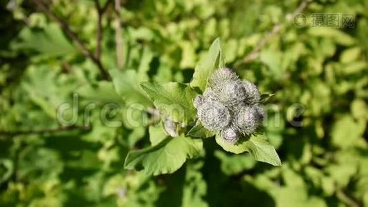 在夏日田野里绽放的牛蒡.. 氚。 高清视频。视频