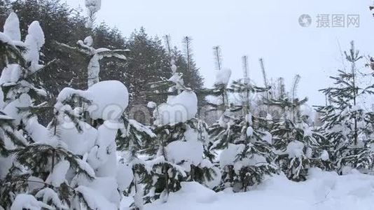 森林里的雪视频