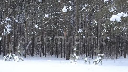 森林里的雪视频