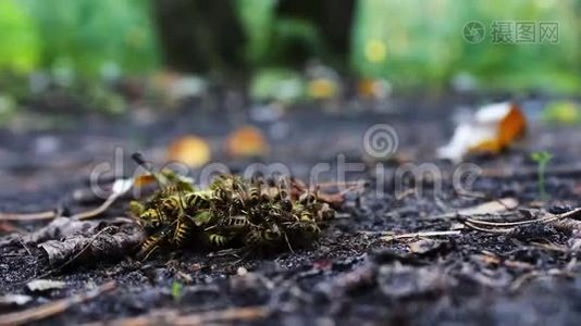 野生动物群的黄蜂吃烂梨或苹果视频