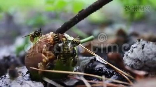 野生动物群的黄蜂吃烂梨或苹果视频