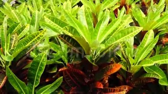 热带植物视频